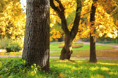 Beautiful trees and green grass in park on autumn day