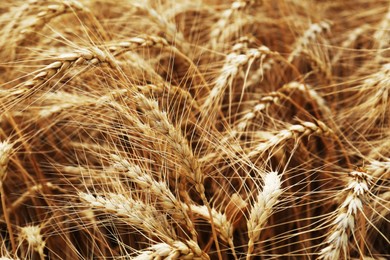 Ripe wheat spikes in agricultural field, closeup