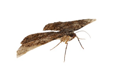 Photo of Single Alcis repandata moth flying on white background