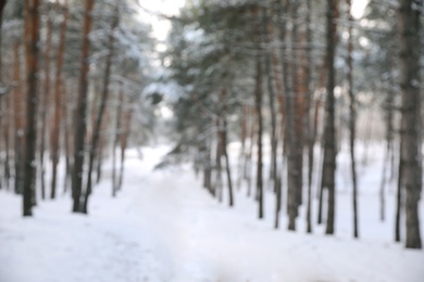 Beautiful snowy forest in winter, blurred view