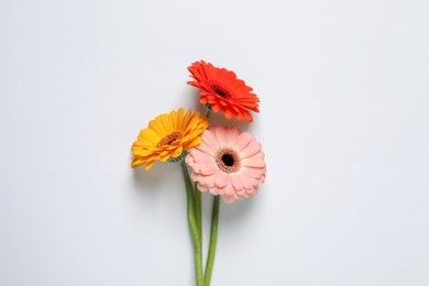 Beautiful colorful gerbera flowers on white background, flat lay