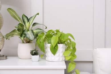 Different houseplants on white table near light wall. Interior accessories