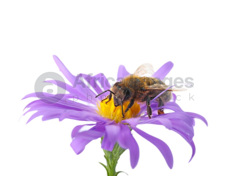 Beautiful honeybee and flower on white background. Space for text
