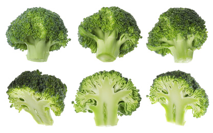 Fresh cut and whole broccoli on white background