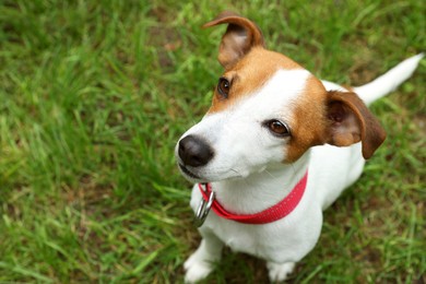 Photo of Beautiful Jack Russell Terrier in red dog collar outdoors, above view. Space for text