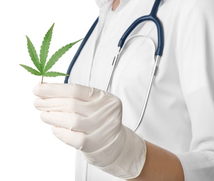 Doctor holding leaf of medical hemp on white background, closeup