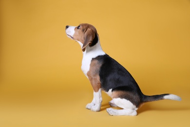 Cute Beagle puppy on yellow background. Adorable pet