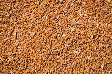 Pile of wheat grains as background, closeup view