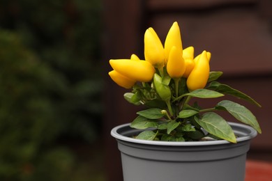 Capsicum Annuum plant. Potted yellow chili pepper outdoors on blurred background, closeup. Space for text