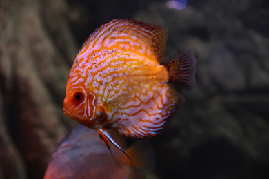 Beautiful discus fish in clear aquarium water
