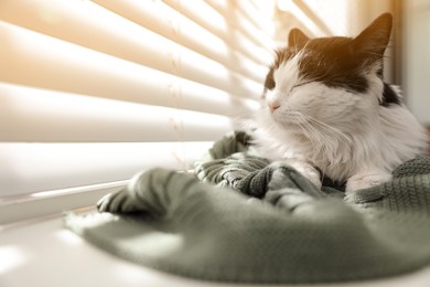 Photo of Cute cat relaxing on window sill at home, space for text. Lovely pet