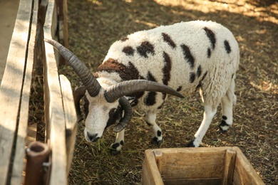 Photo of Beautiful Manx Loaghtan sheep in yard. Farm animal
