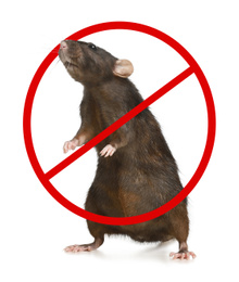 Little brown rat with prohibition sign on white background. Pest control