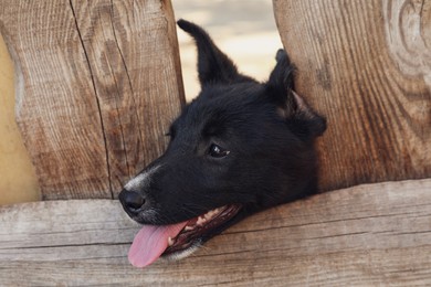 Photo of Adorable black dog peeping out of wooden fence outdoors