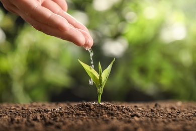 Farmer pouring water on young seedling in soil against blurred background, closeup. Space for text