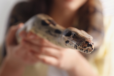 Woman with her boa constrictor at home, closeup. Exotic pet