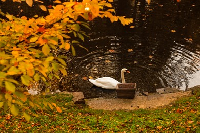 Beautiful swan in lake and fallen yellow leaves in park