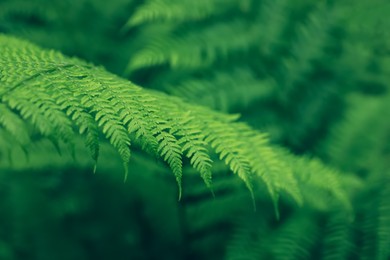 Beautiful fern leaves outdoors, closeup. Tropical plant