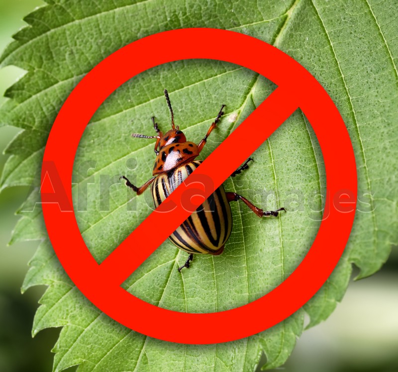 Colorado potato beetle and red prohibition sign on green leaf outdoors