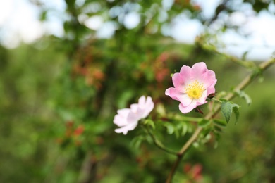 Branch of wild bush with blooming flowers, closeup