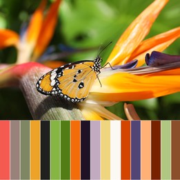 Image of Color palette and beautiful painted lady butterfly on flower in garden
