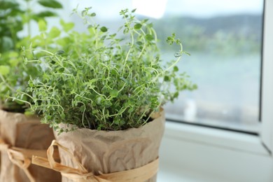 Photo of Fresh potted thyme and other herbs on windowsill indoors, closeup. Space for text