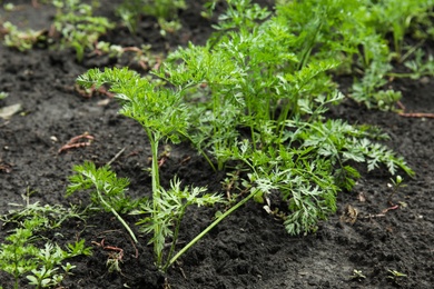 Carrots with green foliage growing in garden