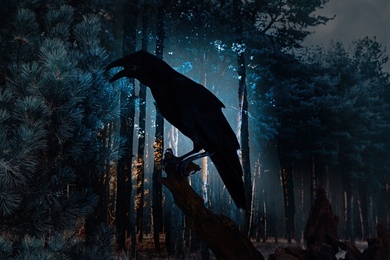 Black crow croaking in creepy forest. Fantasy world