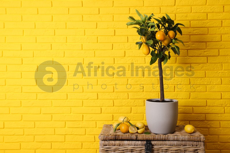 Photo of Idea for minimalist interior design. Small potted lemon tree and many fruits on wicker chest near bright yellow brick wall, space for text