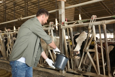 Worker with bucket feeding cow on farm. Animal husbandry