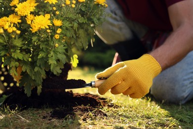 Photo of Man transplanting beautiful chrysanthemum flowers into soil outdoors on sunny day, closeup. Gardening time