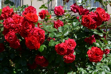 Beautiful blooming rose bush outdoors on sunny day