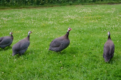 Photo of Many guinea fowls grazing on green grass