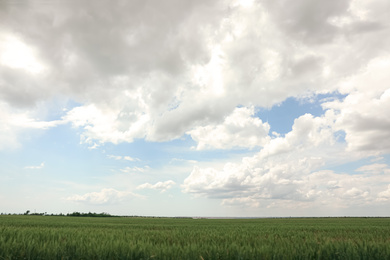 Agricultural field with ripening cereal crop under cloudy sky