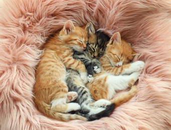Cute little kittens sleeping on pink furry blanket, top view