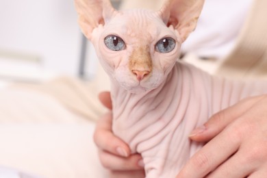 Woman with cute Sphynx cat at home, closeup. Lovely pet