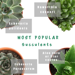 Most popular succulent varieties. Houseplants and names on white background, top view
