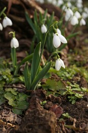 Photo of Beautiful white blooming snowdrops growing outdoors. Spring flowers