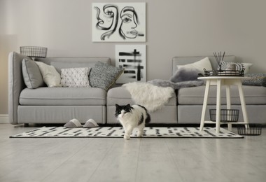 Photo of Cat near big grey sofa in living room. Interior design
