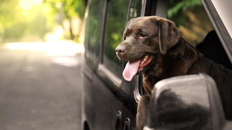 Funny Chocolate Labrador Retriever dog leaning out of car window