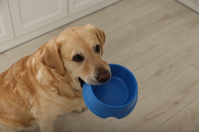 Photo of Cute hungry Labrador Retriever carrying feeding bowl in his mouth indoors, space for text
