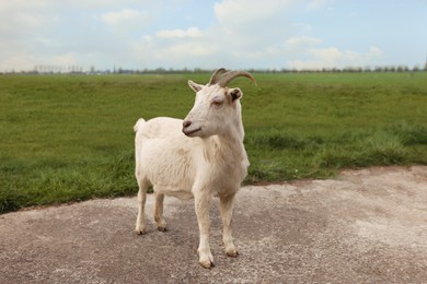 Beautiful white goat on asphalt road in countryside