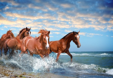 Beautiful horses running on beach through sea water 