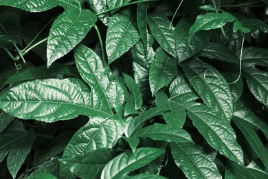 Photo of Many fresh green tropical leaves growing outdoors, closeup