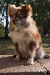 Cute Pomeranian spitz dog in park. Autumn walk