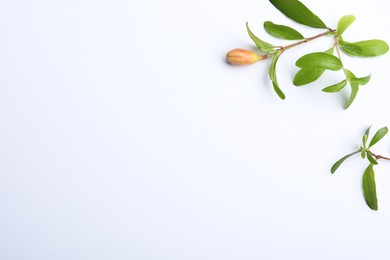 Photo of Pomegranate branches with green leaves and bud on white background, flat lay. Space for text