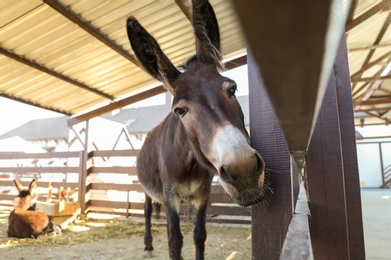 Photo of Cute funny donkey on farm. Animal husbandry