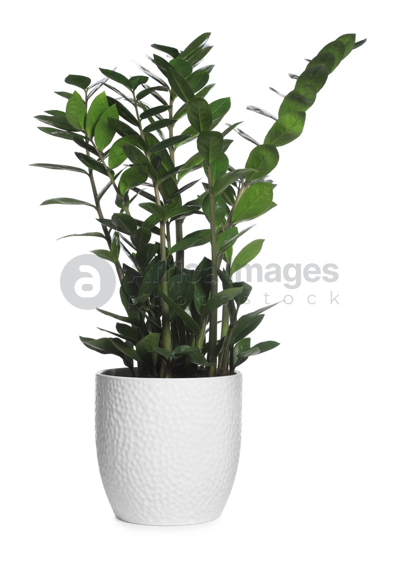 Beautiful Zamioculcas plant in pot isolated on white. House decor