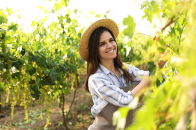 Happy young woman working with cultivated grape plants in greenhouse