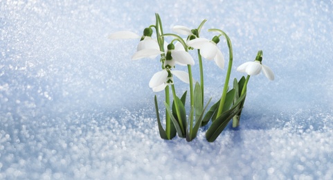 Beautiful tender spring snowdrops growing through snow, space for text. Banner design 